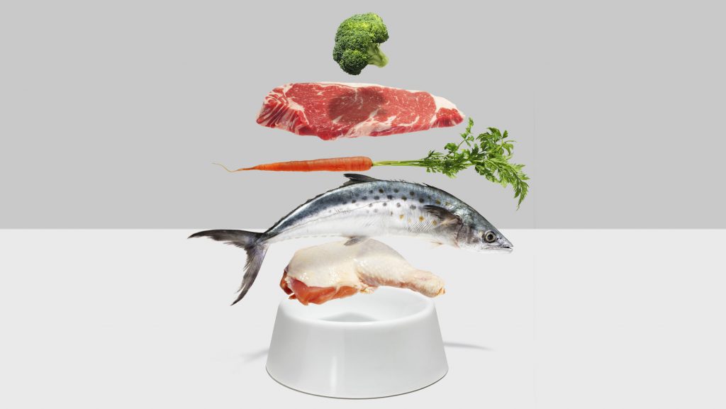 Discover the four crucial mistakes you might be making when feeding your beloved pet. Learn how to provide optimal nutrition and avoid common pitfalls for a healthy and happy furry companion.