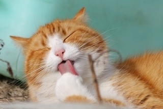 Discover practical strategies to overcome cat allergies and enjoy a harmonious life with your feline companion. From allergen control tips to allergy-friendly products, these expert-backed solutions will help you breathe easy and embrace a cat-friendly home.