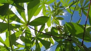 Researchers targeted a plant's inbuilt Sun-protection mechanism.UNIVERSITY OF ILLINOIS