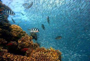 Alt Text: Underwater wonders.