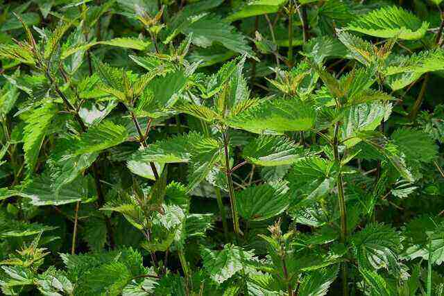 Alt Text: Herbal Hair Treatment - Nourishing your hair naturally.