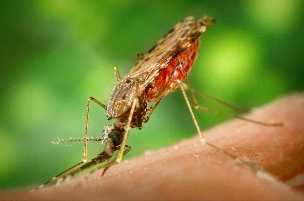 Malaria: Fighting a Deadly Parasitic Disease.