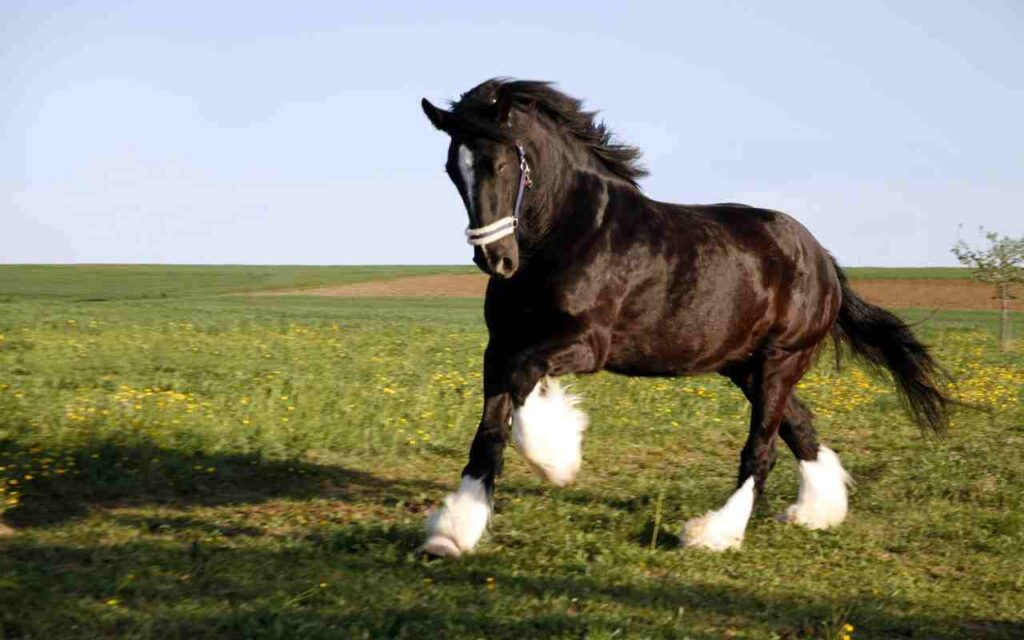 Best Horse Breeds: Majestic Beauties of Equine Excellence.