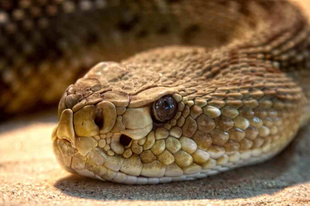 Explore the captivating world of rattlesnakes, intriguing and venomous reptiles.