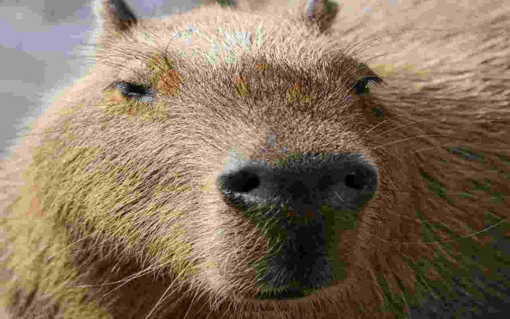 Capybara, the largest rodent species, relaxing in the water