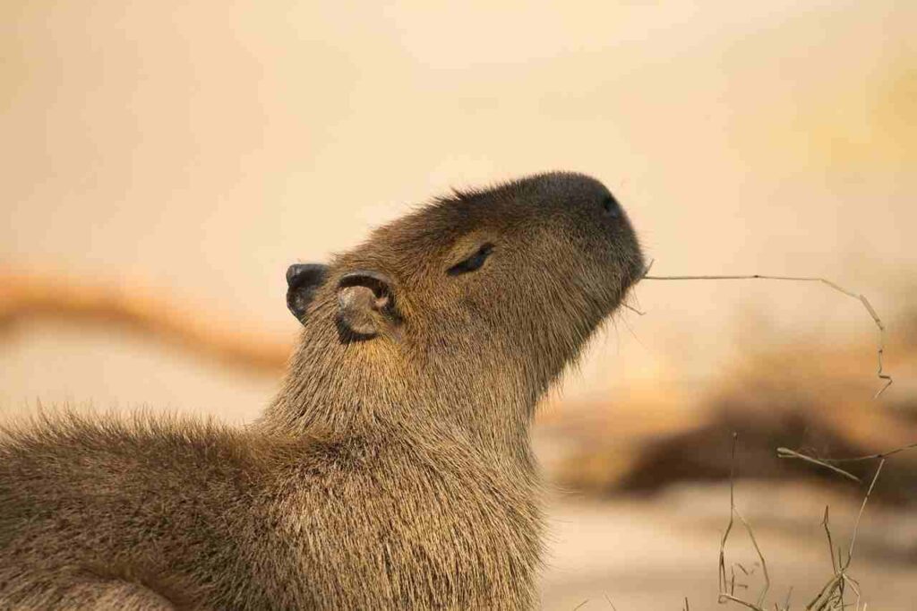 Capybara, the largest rodent species, relaxing in the water