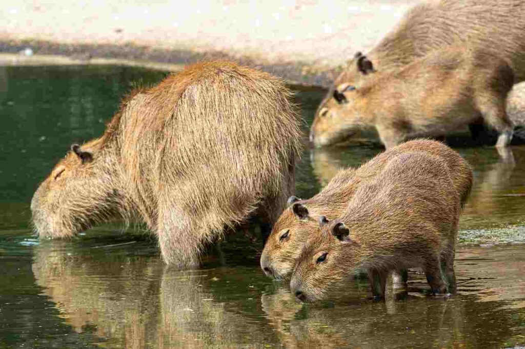 Capybara, the largest rodent species, relaxing in the water