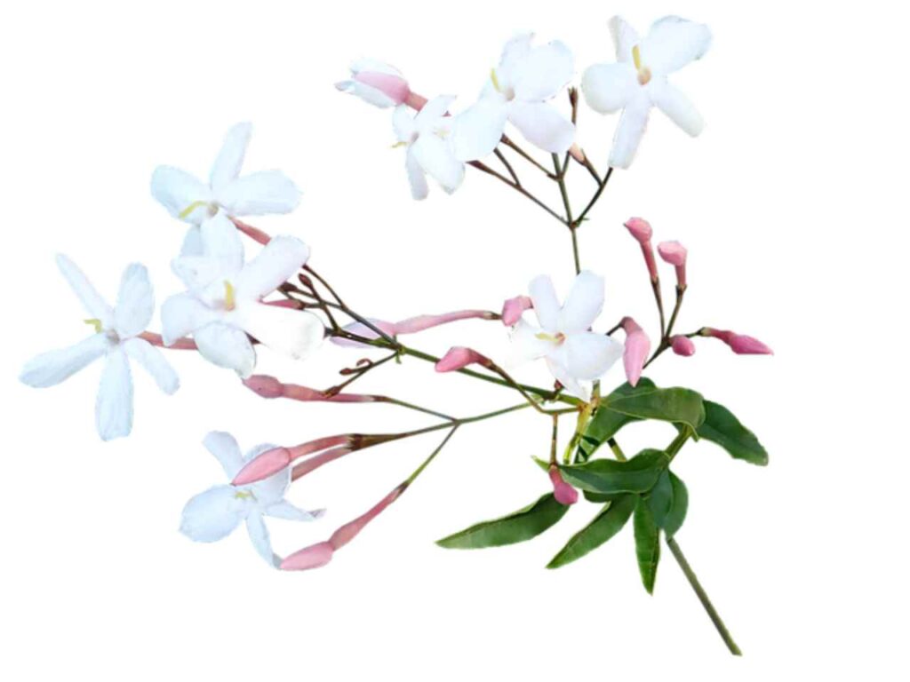 Collage of 14 different Jasmine flowers showcasing their vibrant colors and unique blooms.