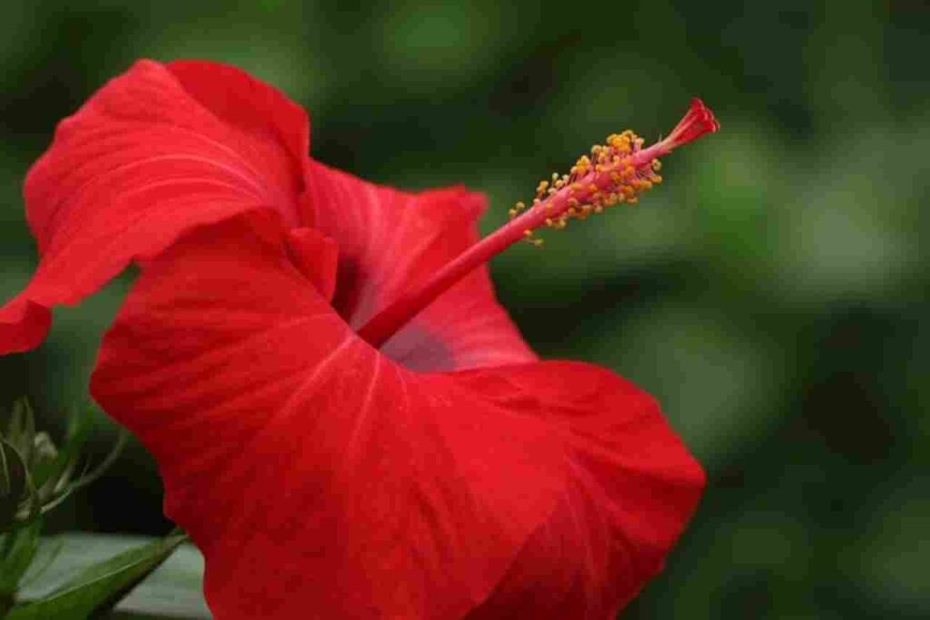 "Unlocking the Benefits of Hibiscus Tea - 13 Practical Reasons to Sip and Enjoy"