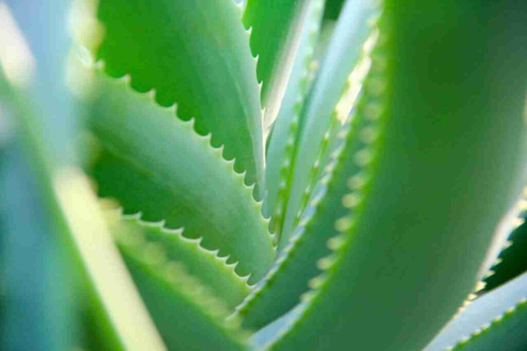 Aloe vera gel benefits: skin, health, and more.