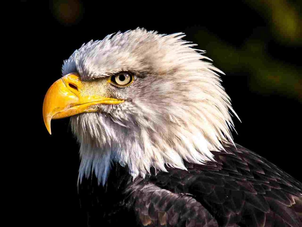 Eagle in flight against a blue sky.