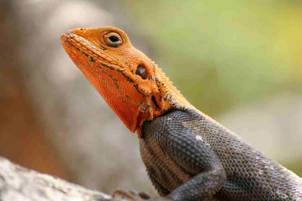 Diverse and vibrant types of lizards showcasing nature's incredible diversity