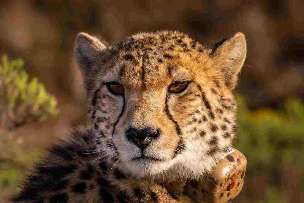 Collage of diverse animals, showcasing the best animals in the world.