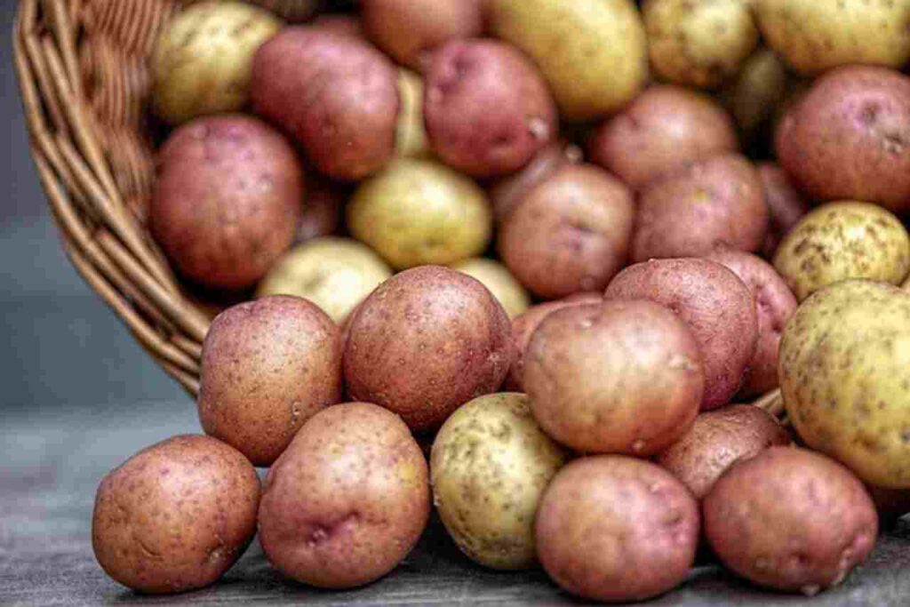 A variety of colorful potatoes arranged in a bowl, showcasing their diverse health benefits.
