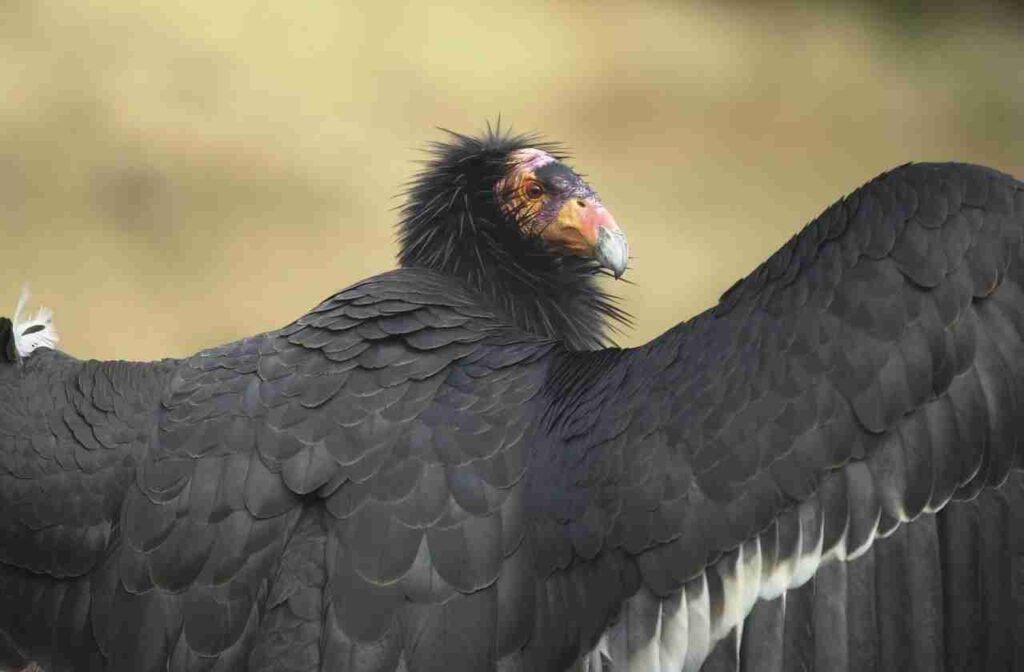 Discover 6 incredible animals that have been brought back from the brink of extinction in this captivating blog post.