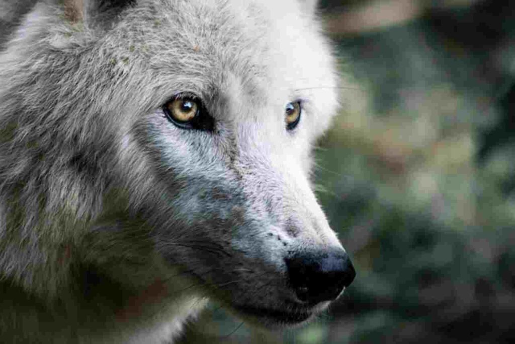 Image depicting a lone wolf standing amidst a thriving forest ecosystem.
