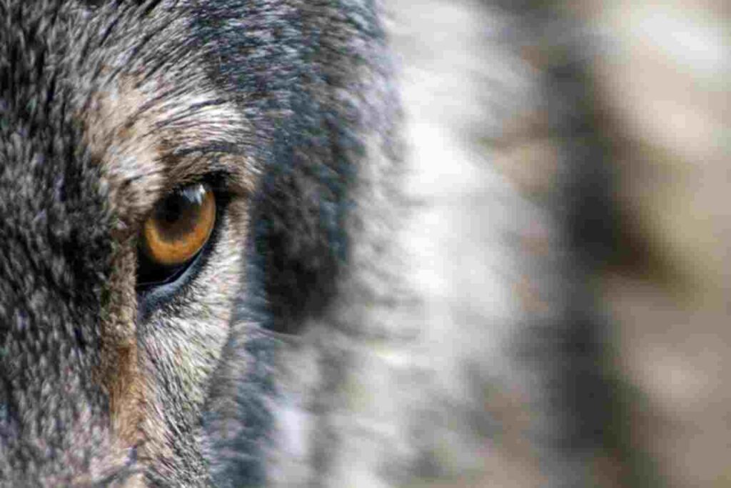 Image depicting a lone wolf standing amidst a thriving forest ecosystem.
