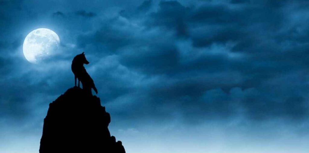 Image depicting a lone wolf standing amidst a thriving forest ecosystem.
