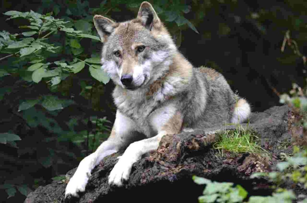 Image depicting a lone wolf standing amidst a thriving forest ecosystem.