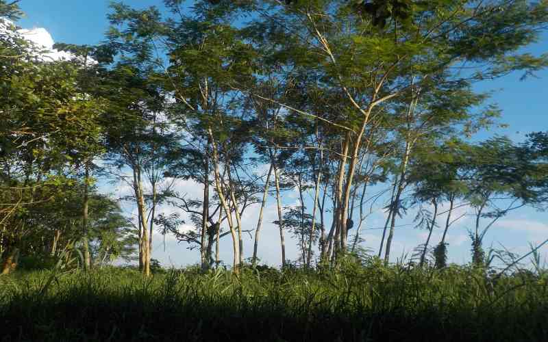 Aerial view of lush green canopy in the Amazon Rainforest.