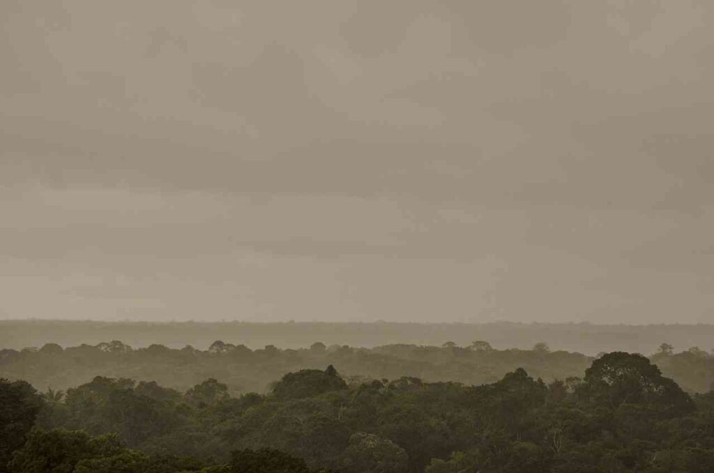 Aerial view of lush green canopy in the Amazon Rainforest.
