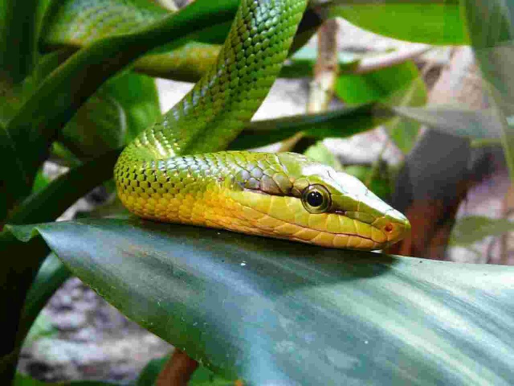 "Plants Attracting Snakes: Exploring the Connection"