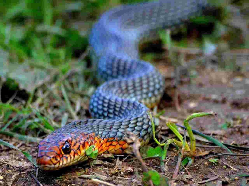 "Plants Attracting Snakes: Exploring the Connection"