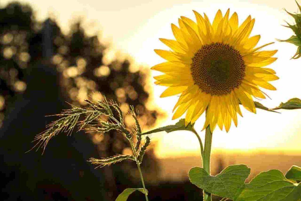 Sunflower: Discover the myriad uses and benefits of this versatile plant in our latest blog post.