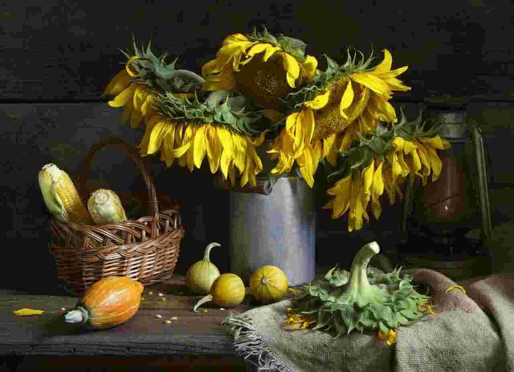 Sunflower: Discover the myriad uses and benefits of this versatile plant in our latest blog post.
