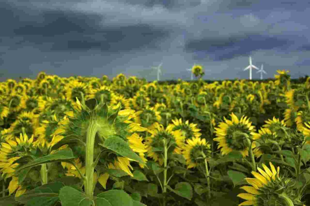 Sunflower: Discover the myriad uses and benefits of this versatile plant in our latest blog post.
