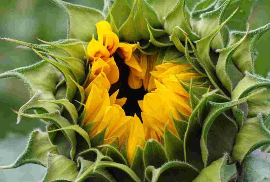 Sunflower: Discover the myriad uses and benefits of this versatile plant in our latest blog post.