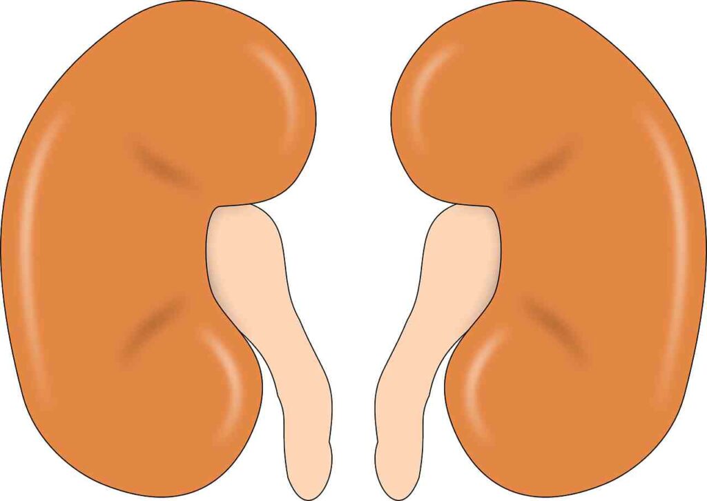 Fresh fruits and vegetables, water, and exercise - all essential for kidney health