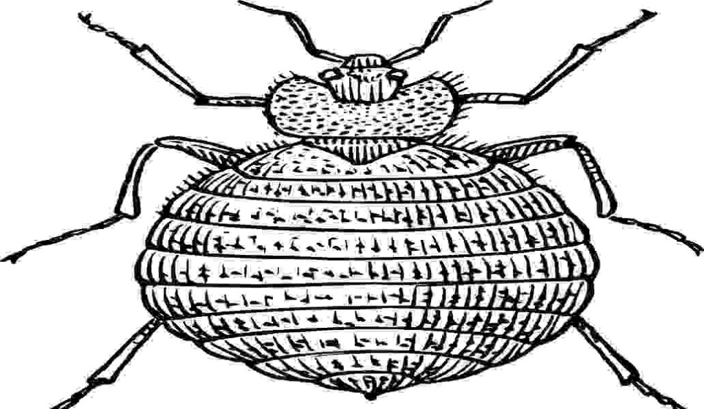 "Illustration of a magnified bed bug, shedding light on the truth about these pests."
