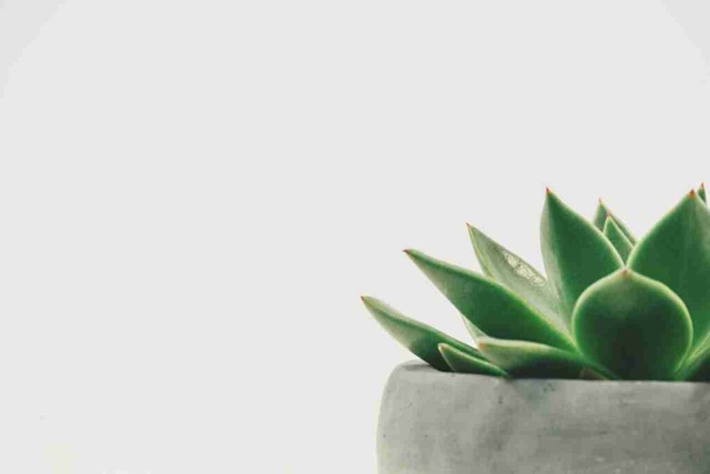 "Illustration of 15 house plants providing cooling effects during summer."