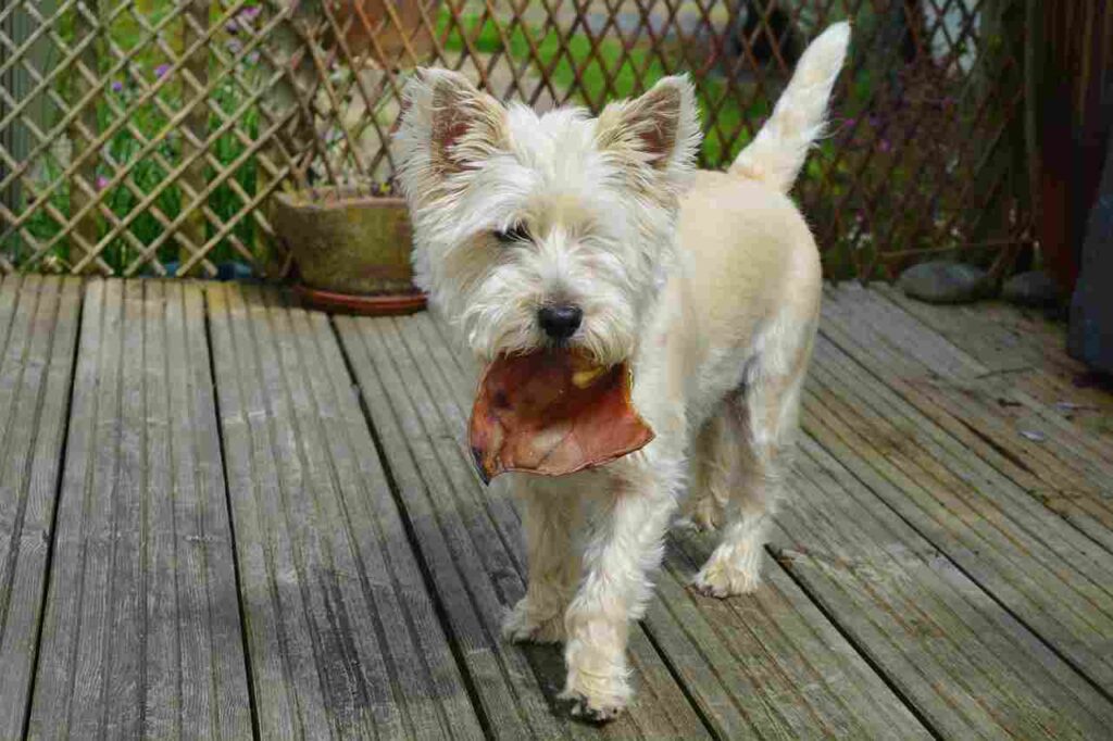 Image of a happy dog being groomed, illustrating proper care and love for your furry friend