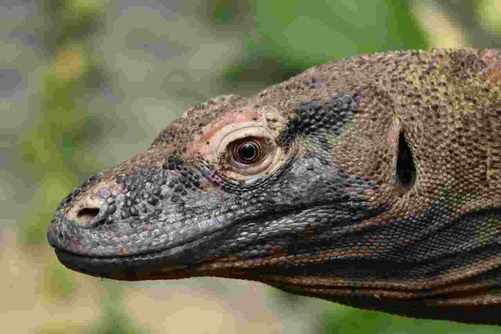 Majestic Komodo dragon basking in the sun, exuding power and mystery in its natural habitat.