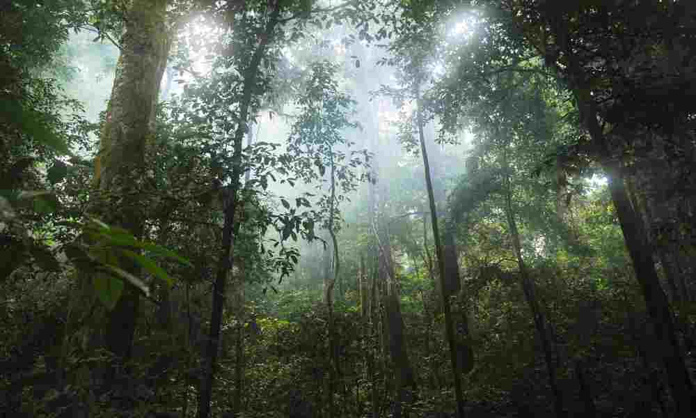 Aerial view of dense jungle canopy showcasing the world's largest jungles.