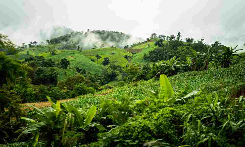 Aerial view of dense jungle canopy showcasing the world's largest jungles.