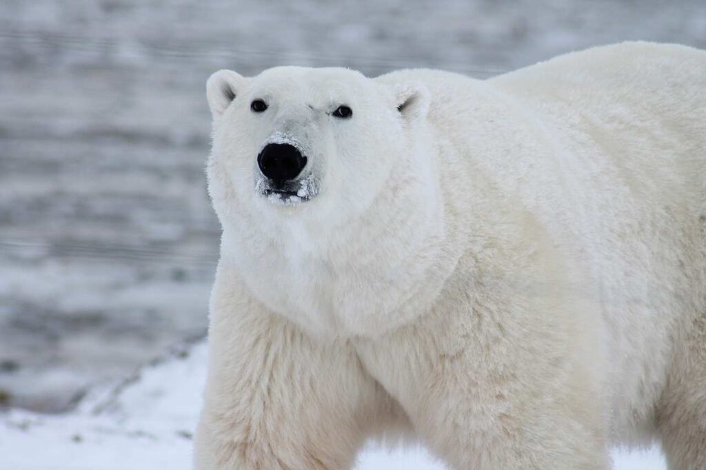 Polar Bears - Arctic Predators