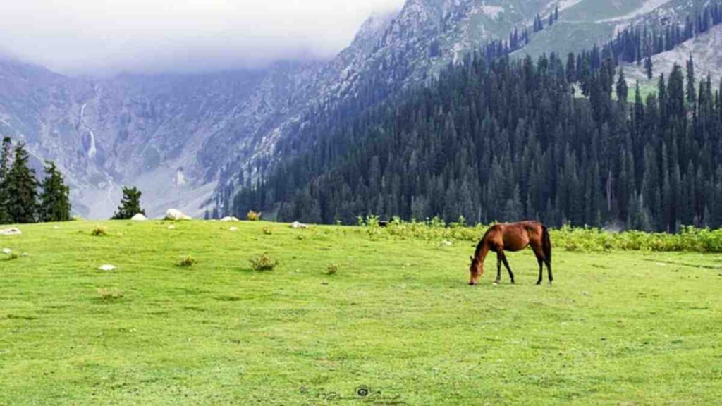 A stunning photograph showcasing the breathtaking beauty of Pakistan, featuring lush green landscapes, majestic mountains, and vibrant cultural elements.