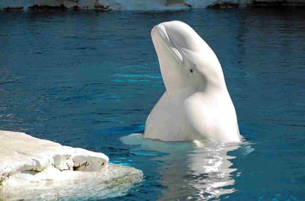 A Beluga whale swimming gracefully in Arctic waters.