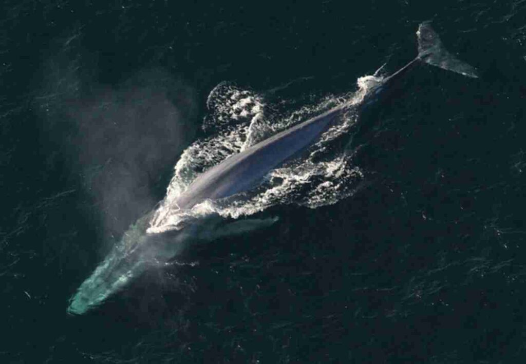 "Blue Whale Challenge blog post image"