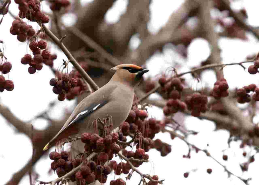 "Bohemian Waxwing Bird"