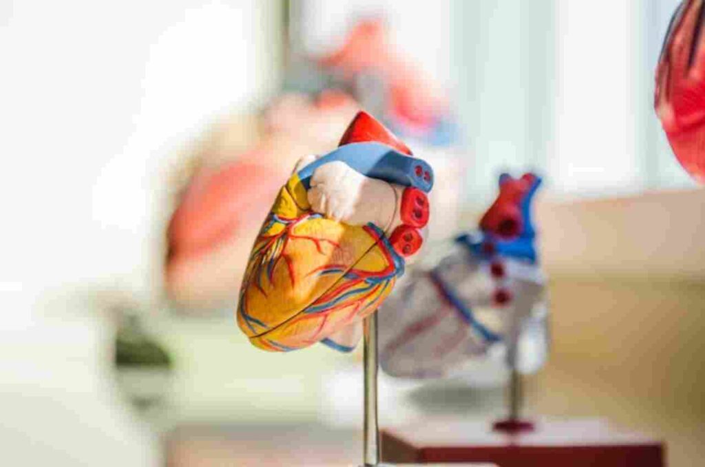 "Strong Cardiovascular System"