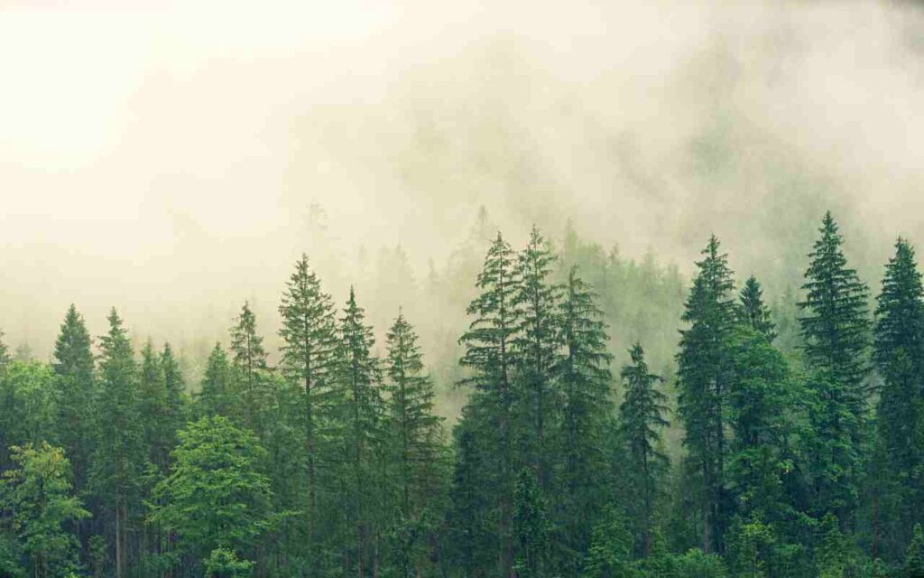 "Plantation's Vital Role for a Thriving Planet"