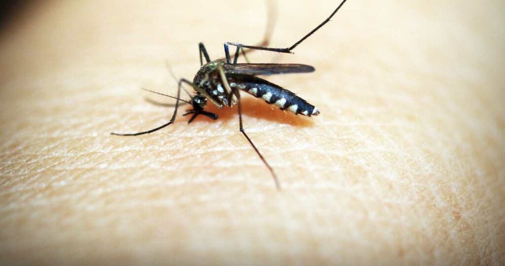 "Dengue Fever: Mosquito-borne viral illness."