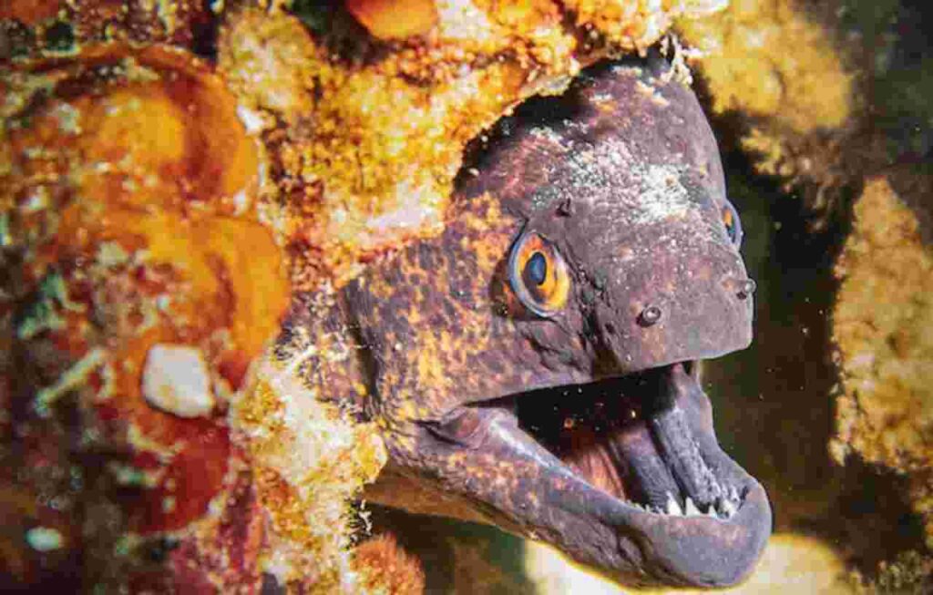 "Electric Eel in its natural habitat"
