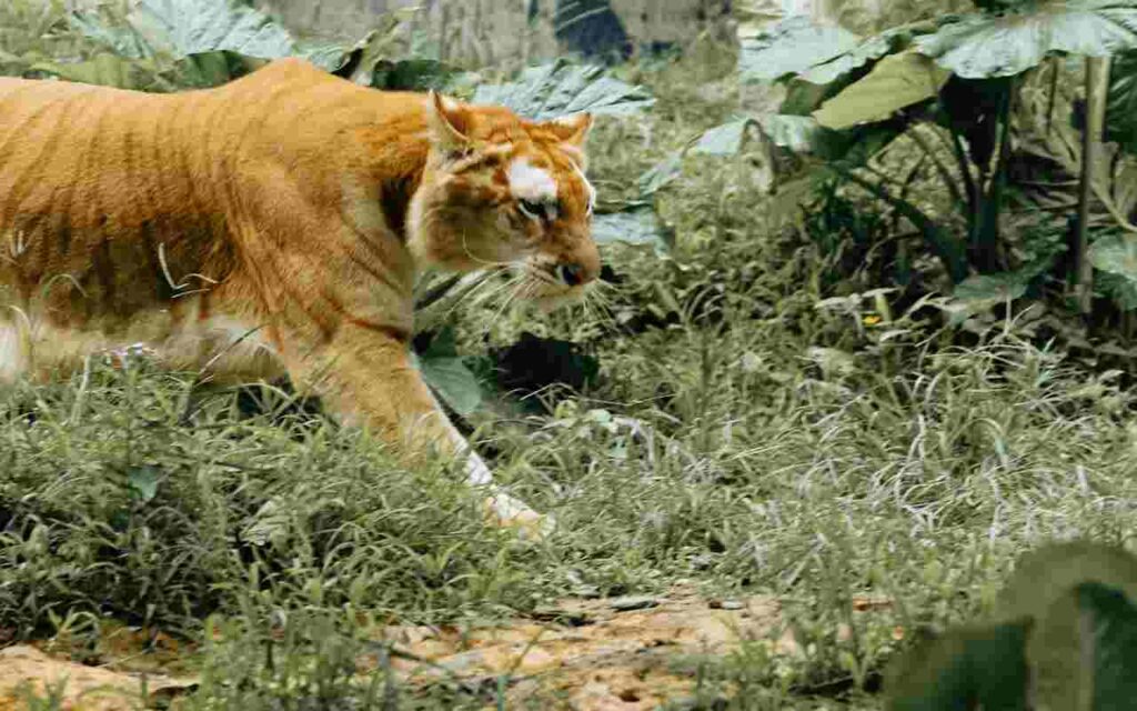 Ligers: The Majestic Hybrid Marvels