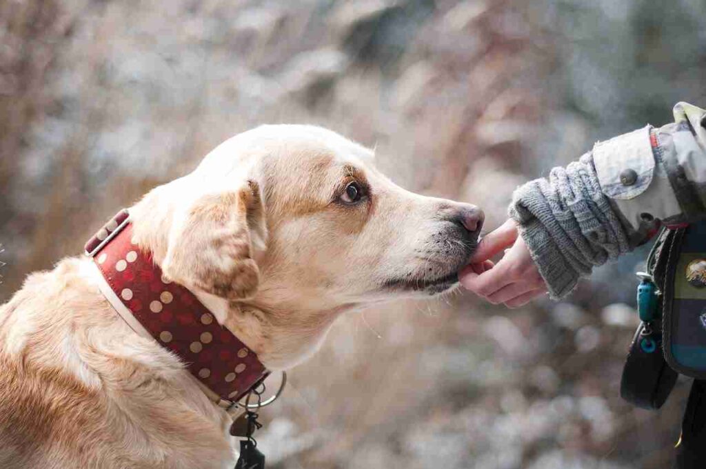 Find the ideal pet for your home and heart among these top choices.