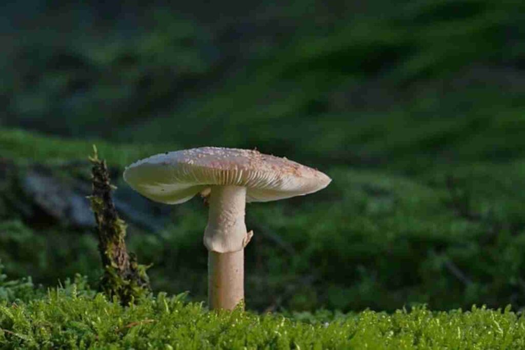 "Various fungus types illustrated in nature."